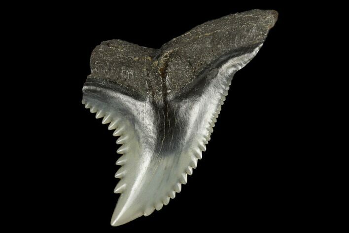 Snaggletooth Shark (Hemipristis) Tooth - Aurora, NC #180129